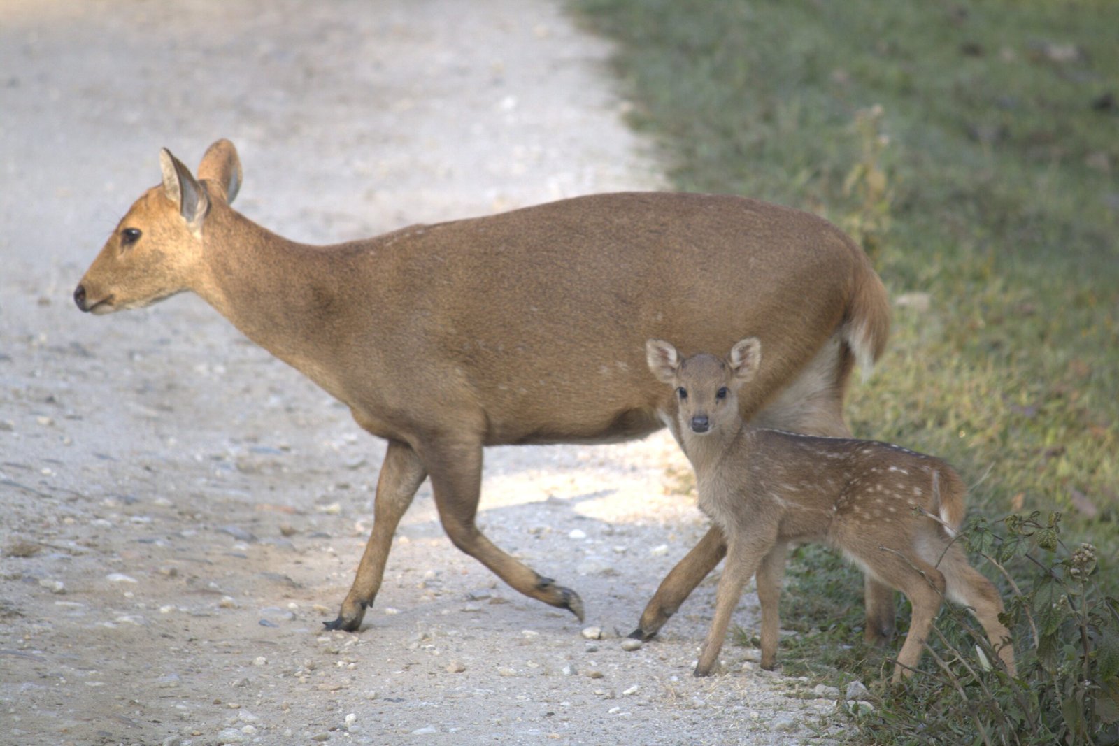 Kaziranga National Park, Assam